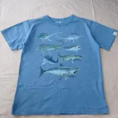 UNIQLO 140 サメ イラスト Tシャツ