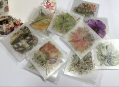 秋の植物ステッカー 100枚入り コラージュ素材