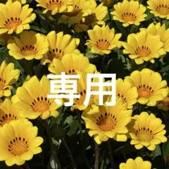 専用サイト