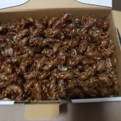セミの抜け殻 大量 乾燥済み 工作素材