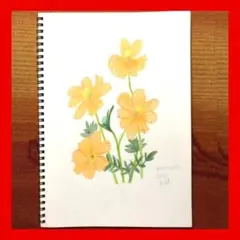 今年８８歳になるおばあちゃんの鉛筆画【キバナコスモス】イラスト 絵画 色鉛筆画