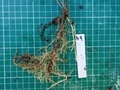 ウマノスズクサ 馬の鈴草 根茎 ジャコウアゲハ餌 毒草 新芽 3歳b9