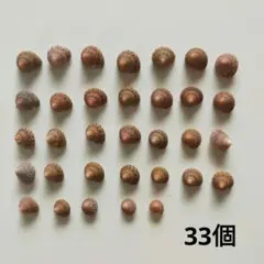 ナツモモ33個　貝殻