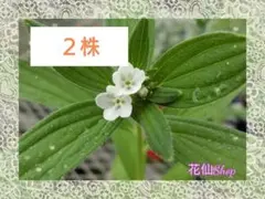 2025年最新】紫根 苗の人気アイテム - メルカリ