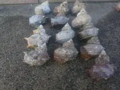 サザエの殻　3〜5センチ　13個
