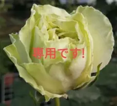 バラ苗 薔薇挿し木苗