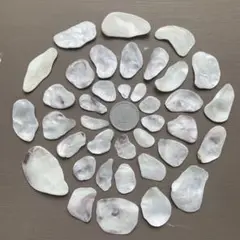 小さな牡蠣の貝殻(#974)