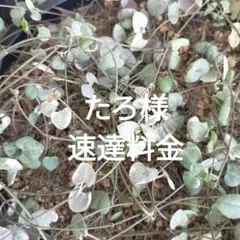 速達料金