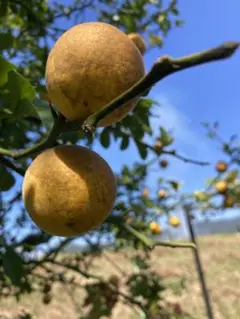 カラタチ 種 60粒