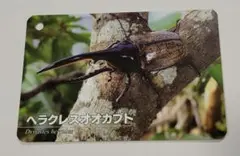 非売品　ぐんま昆虫の森　ヘラクレスオオカブト カード