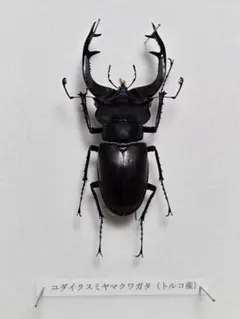 ※大型　ユダイクス♂野外標本 大型ユダイクス♂野外標本