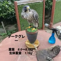 猛禽類 フクロウ ステンレス パーチ 5kg 訳あり 猛禽類 フクロウ ステンレス パーチ 5kg 訳あり 猛禽類 フクロウ