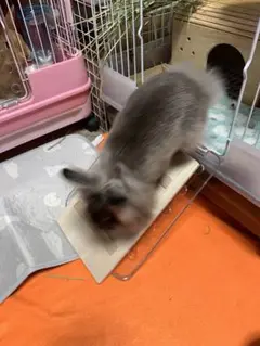 クリア扉の出入り口を安全に♥きなとうさぎたちオリジナルうさぎ ウッドステップ