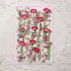 押し花　赤バラと小花セット