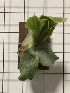 気まぐれセール☆エレファントティス焼杉板付☆おすすめ株‼︎