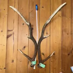 蝦夷鹿 角 一対 約70cm