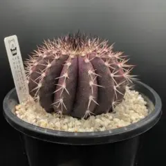 レア！メニネンシスV.ルブラ×ペクチニフェラ錦 実生 鉢植えメルカリ便送料込み レア！メニネンシスV.ルブラ×ペクチニフェラ錦 実生 鉢植え