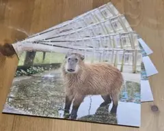 カピバラ　ポストカード　渡辺克仁