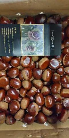 高級飯沼栗 栗 10キロ