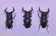サキシマヒラタクワガタ 標本 サキシマヒラタクワガタ♂標本 - メルカリ