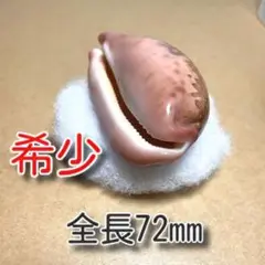 【極美品】メンコイダカラ　貝　標本　タカラガイ 2025年最新】貝標本 ダカラの人気アイテム - メルカリ