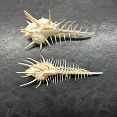 ホネガイ アッキガイ アクキガイ 貝殻 2個　標本 ハンドメイド