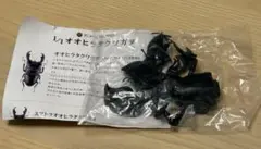 スマトラオオヒラタクワガタ　極太　アニマリエコレクション