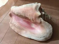 特上　ピンク貝殻　30cm　置物　貝殻