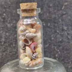 貝殻No707