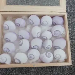 ルリガイ20個