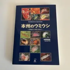 ダイバー必見‼️激レア✨本州のウミウシ本