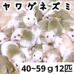 Item thumbnail for item d1299f93-0fb1-4f42-9a7f-3911482349e0