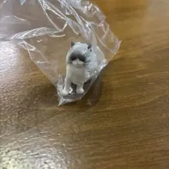 風にも負けず3 ラグドール