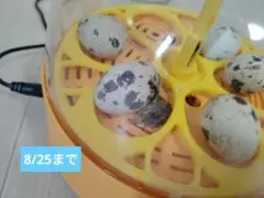 うずら　有精卵　10個　ハンドメイド用　8/25まで