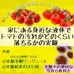 トマトで実験　自由研究　丸写し可能　ホタテパウダー付　実験写真６枚付き　数量限定