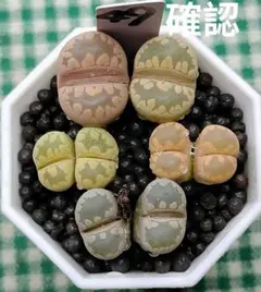 なつ様確認用 S49 大津絵カラフルセット 多肉植物リトープス 抜き苗