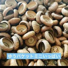 どんぐり帽子　レッドオークサイズMIX ゆうパケットミニ　100個前後
