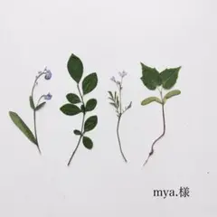 mya.様