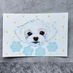 手描きイラスト　ハンドメイド　マルチーズ