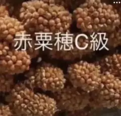 小鳥のおやつ 赤粟穂 C級 20本以上 即購入可◎