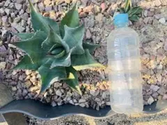 オバティフォリア 鉢植えのまま発送 - $66.66 | Otsukai.com