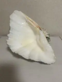 特大貝殻　オブジェ　インテリア　ディスプレイ
