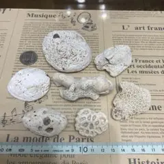 シーグラス珊瑚(自然なままに…) 311