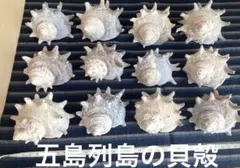 Item thumbnail for item ce1edfeb-c673-47ce-816e-a1c2c44b33bf