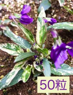 花の種 班入りスミレ 【錦スミレ】 山野草