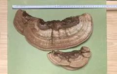 Item thumbnail for item 32aeaa30-79fa-4563-ad4c-b2996a54d989