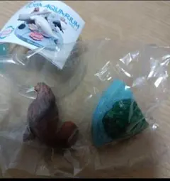 鳥羽水族館　アクアリウム　セイウチ　残り1