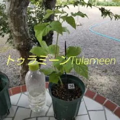23 希少 ラズベリー トゥラミーンTulameenサッカー苗 トゥラミーン(Tulameen) ラズベリー苗