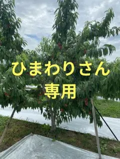 山形産*紅川中島