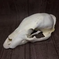 ヒグマ 熊 頭骨 頭蓋骨 骨格標本